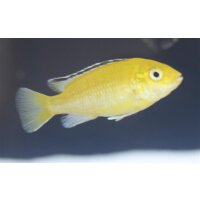 Labidochromis caeruleus (Gelber Buntbarsch...