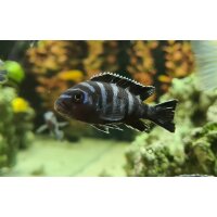 Chindongo (Pseudotropheus) demasoni (Demasons...