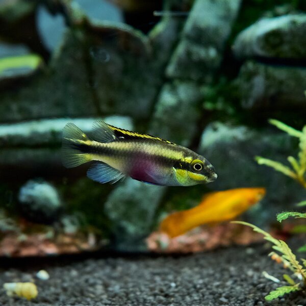 Pelvicachromis pulcher (Purpurprachtbuntbarsch)