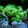 Caulastrea neon green sp. per Polyp Fl&ouml;tenkoralle
