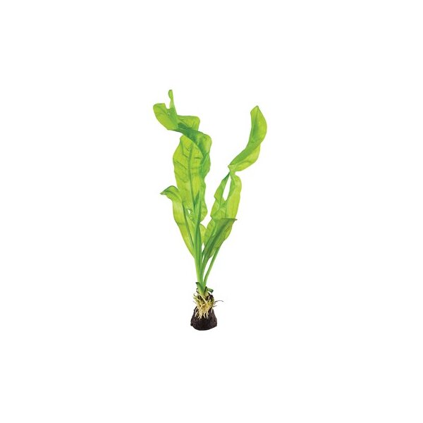 Aponogeton ulvaceus (Knolle)