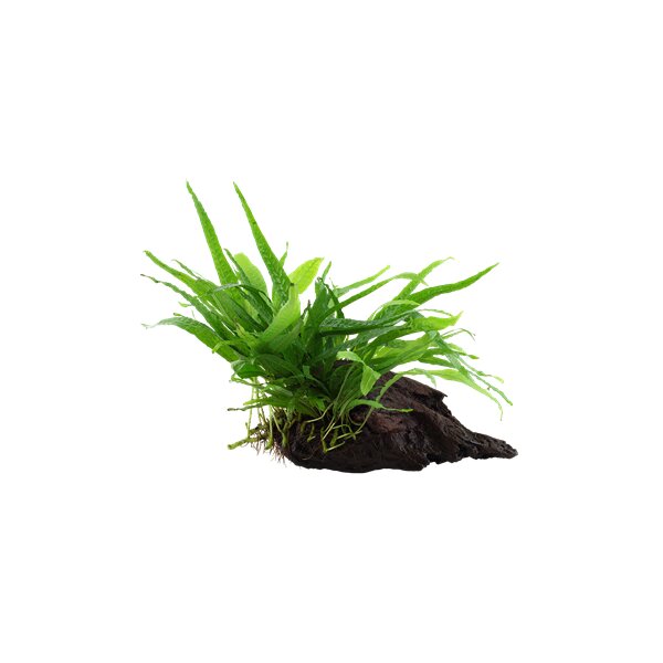Microsorum pteropus nano (auf Wurzel)