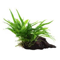 Microsorum pteropus nano (auf Wurzel)