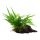 Microsorum pteropus nano (auf Wurzel)