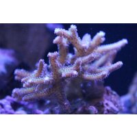 Seriatopora sp. caliendrum