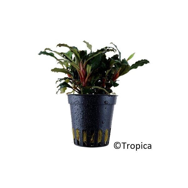 Bucephalandra sp. "Red" (Topf)