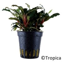 Bucephalandra sp. "Red" (Topf)