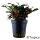 Bucephalandra sp. "Red" (Topf)