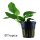 Anubias barteri nana