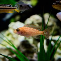 Aulonocara Dragon Blood (Kaiserbuntbarsch Drachenblut)