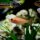 Aulonocara Dragon Blood (Kaiserbuntbarsch Drachenblut)