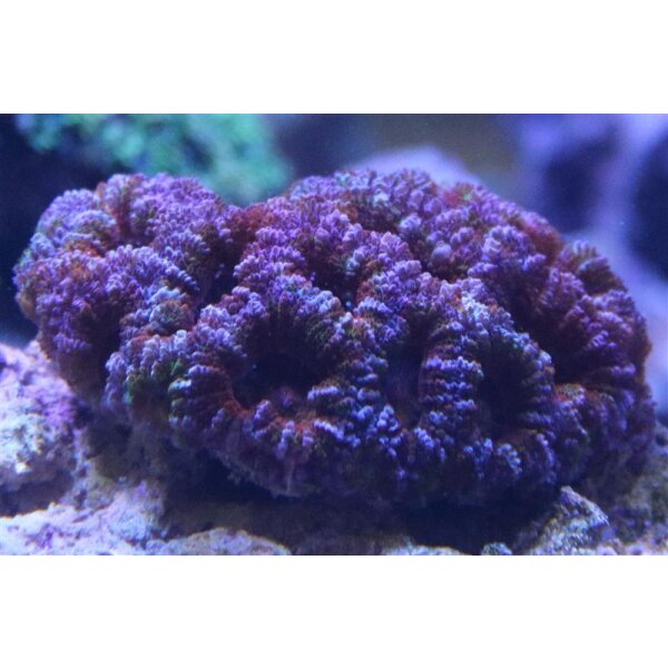 Acanthastrea red, orange,pink and colours / Gro&szlig;polypige Steinkoralle