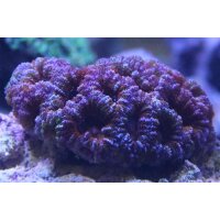 Acanthastrea red, orange,pink and colours /...