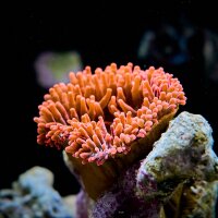 Entacmaea quadricolor - Blasenanemone