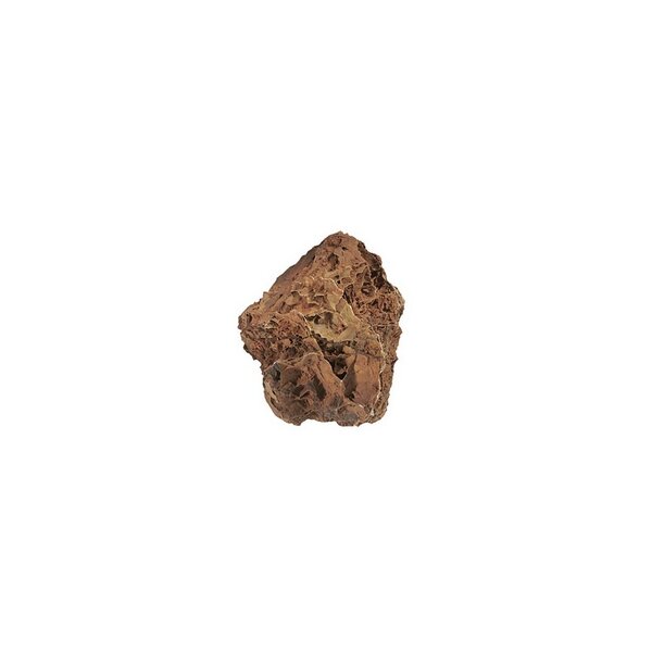 Versteinertes Laub (5 - 15cm)  pro St&uuml;ck