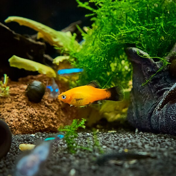 Xiphophorus maculatus (Platy-Mix)