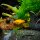 Xiphophorus maculatus (Platy-Mix)