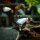 Xiphophorus maculatus (Platy-Mix)
