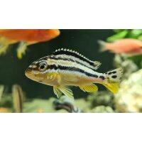 Melanochromis auratus (T&uuml;rkisgoldbarsch)