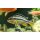 Melanochromis auratus (T&uuml;rkisgoldbarsch)