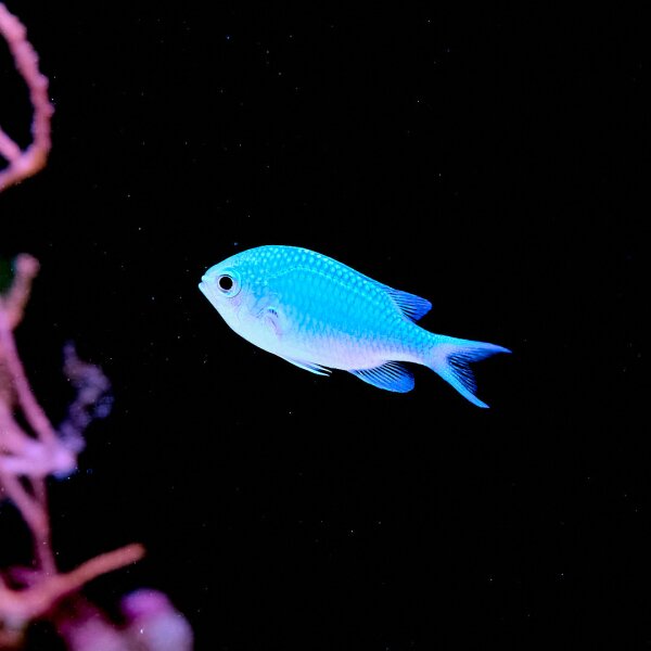 Chromis viridis / Gr&uuml;nes Schwalbenschw&auml;nzchen