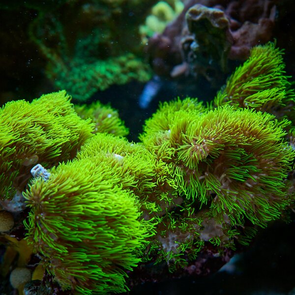 briareum  sp neon green / R&ouml;hrenkoralle