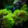 briareum  sp neon green / R&ouml;hrenkoralle