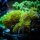 briareum  sp neon green / R&ouml;hrenkoralle