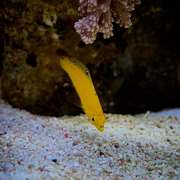 Halichoeres chrysus / Kanarien Lippfisch