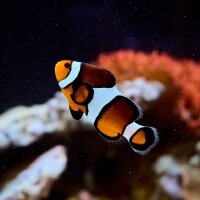 Amphiprion percula / Trauerband-Anemonenfisch