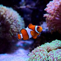Amphiprion percula / Trauerband-Anemonenfisch