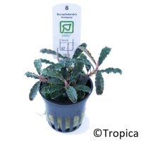 Bucephalandra "Kedagang"
