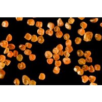 Ocean Nutrition Shell Free Artemia 50g