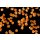 Ocean Nutrition Shell Free Artemia 50g