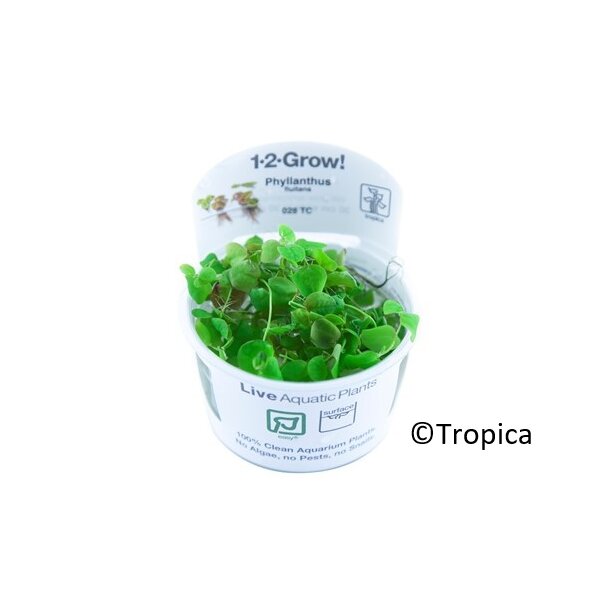 Phyllanthus fluitans (1-2-Grow)