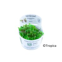 Phyllanthus fluitans (1-2-Grow)