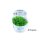 Phyllanthus fluitans (1-2-Grow)