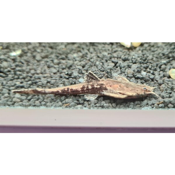Bunocephalus coracoideus (Bratpfannenwels)