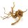 Orbit Fingerwurzel X-Small (15-20cm)
