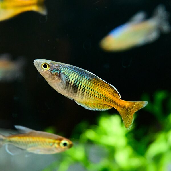 Melanotaenia boesemani (Boesemans Regenbogenfisch)