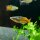 Melanotaenia boesemani (Boesemans Regenbogenfisch)