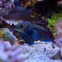 Pterosynchiropus splendidus blue / Mandarinfisch