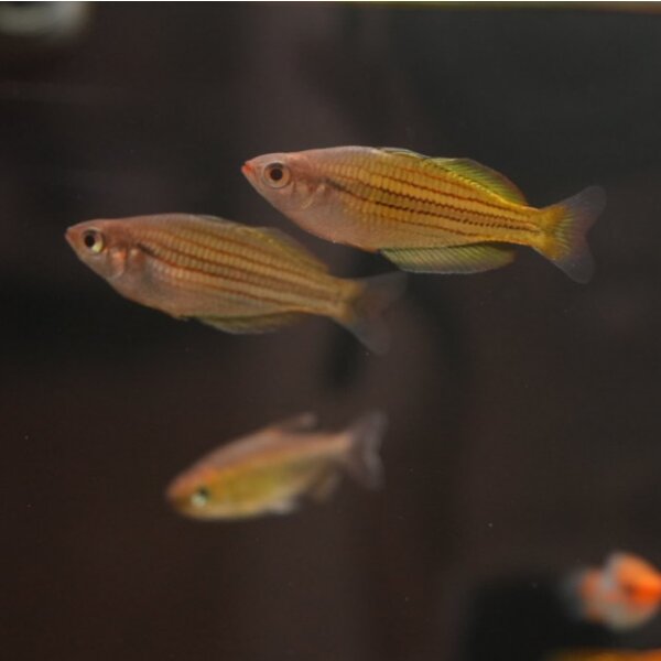 Melanotaenia papuae (Papua Regenbogenfisch)