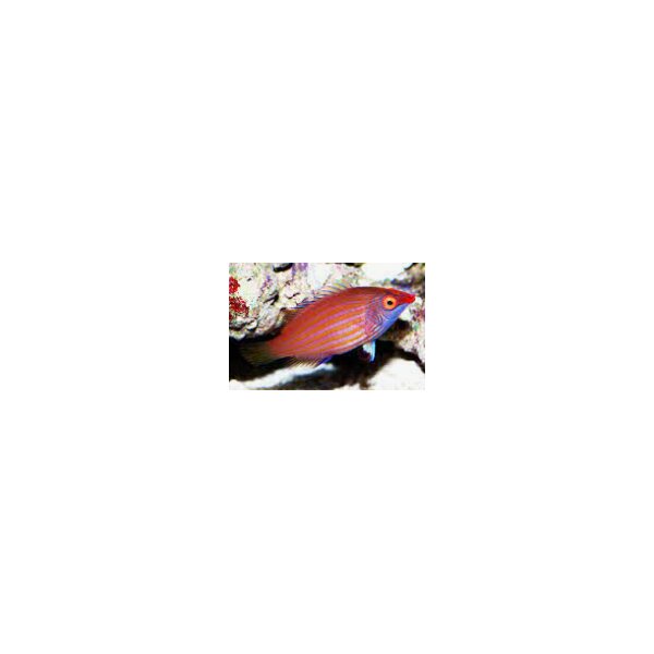 Pseudocheilinus ataenia / Zwerg-Lippfisch, Stacheliger Zwerglippfisch