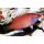 Pseudocheilinus ataenia / Zwerg-Lippfisch, Stacheliger Zwerglippfisch