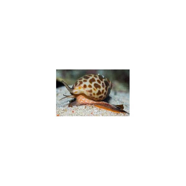 Babylonia zeylanica