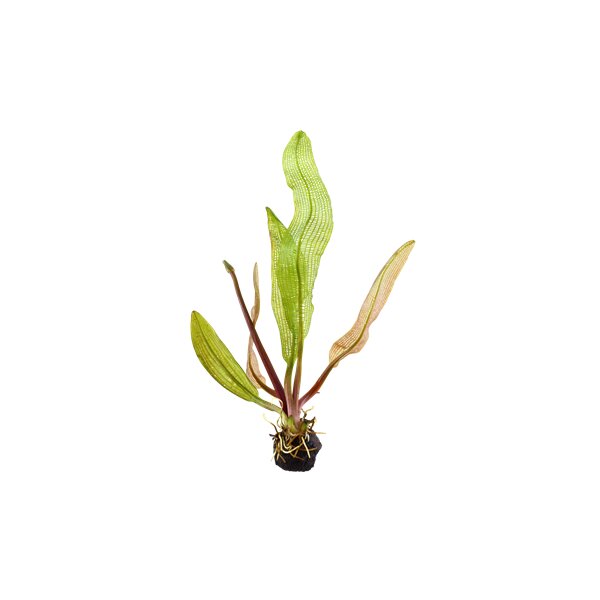 Aponogeton madagascariensis (Knolle)