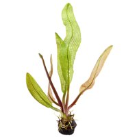 Aponogeton madagascariensis (Knolle)