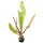 Aponogeton madagascariensis (Knolle)