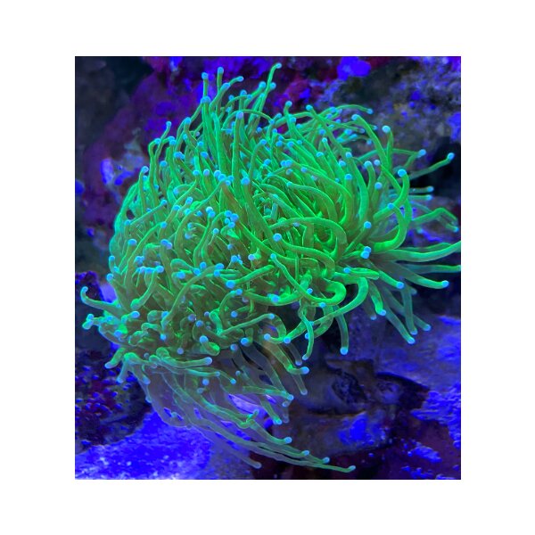 Euphyllia glabrescens neon green & white per Polyp